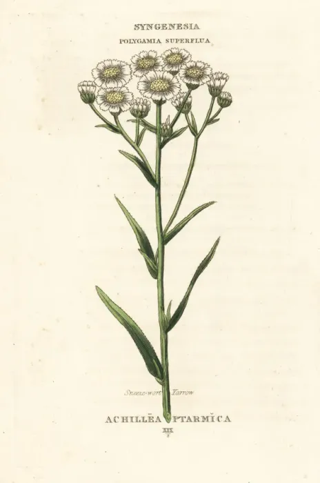 Framed Print : Sneezewort yarrow, Achillea ptarmica Framed Print : Sneezewort yarrow, Achillea ptarmica