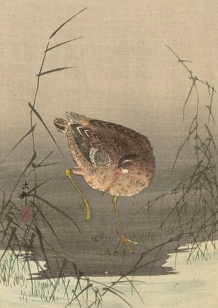 Snipe bird in reeds