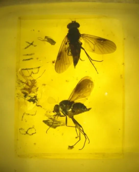 Framed Print : Snipe flies in amber Framed Print : Snipe flies in amber