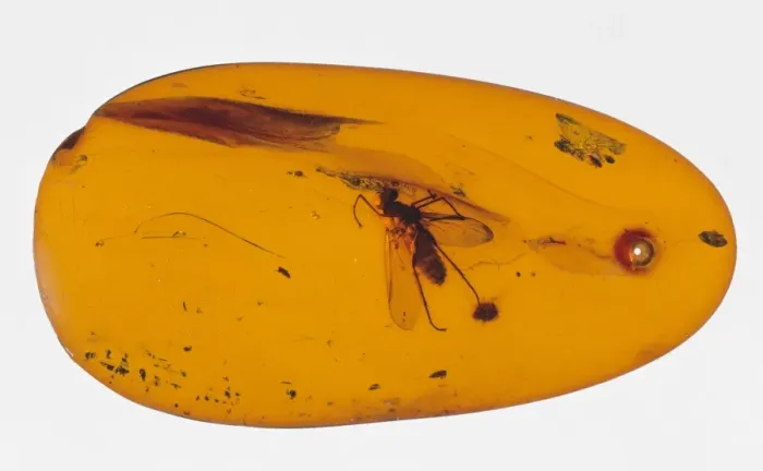 Framed Print : Snipe fly in amber Framed Print : Snipe fly in amber