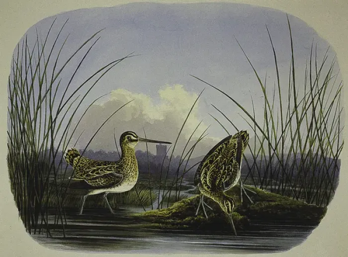 Framed Print : Snipe, male and female Gallinago gallinago Framed Print : Snipe, male and female Gallinago gallinago