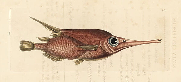 Snipefish, Macroramphosus scolopax