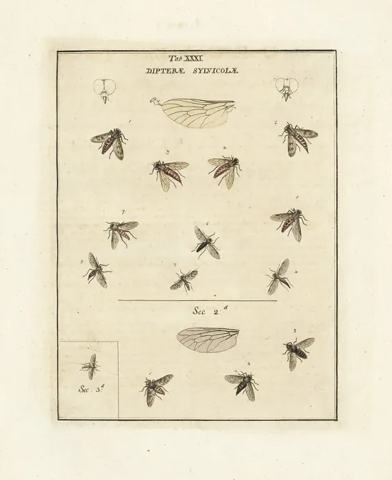 Framed Print : Snipefly, black snipefly, small fleck-winged snipefly, etc Framed Print : Snipefly, black snipefly, small fleck-winged snipefly, etc