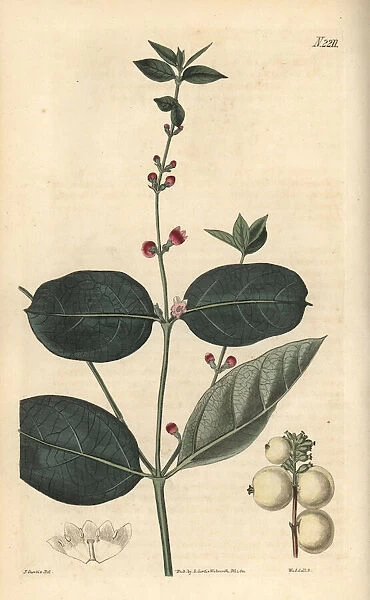 Snow berry, Symphoria racemosa