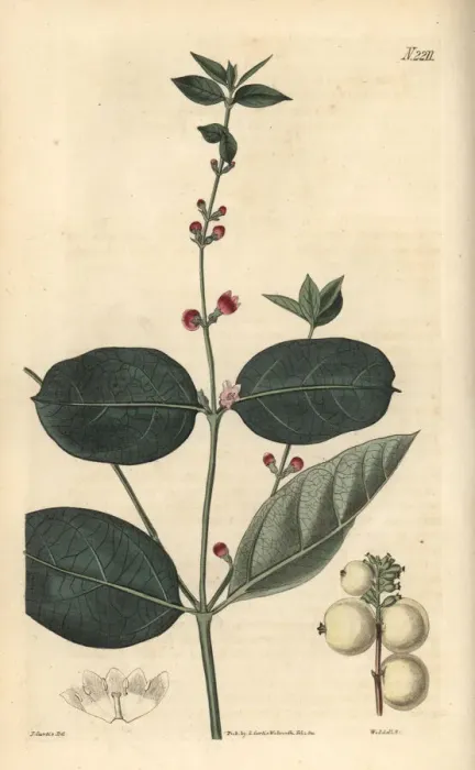 Framed Print : Snow berry, Symphoria racemosa Framed Print : Snow berry, Symphoria racemosa