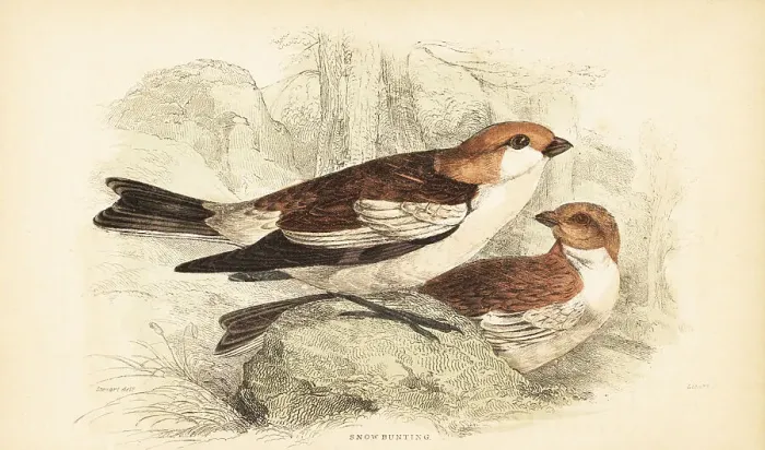 Framed Print : Snow bunting, Plectrophenax nivalis Framed Print : Snow bunting, Plectrophenax nivalis