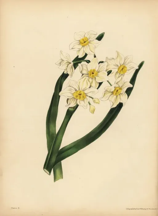 Framed Print : The snow flake-leaved Narcissus, Egotism and self-love Framed Print : The snow flake-leaved Narcissus, Egotism and self-love