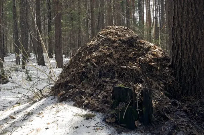 Framed Print : Snow melts early on an anthill - large anthill Framed Print : Snow melts early on an anthill - large anthill