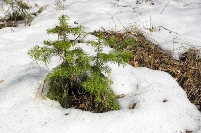 Framed Print : Snow melts in mixed taiga forest - young Spruce Framed Print : Snow melts in mixed taiga forest - young Spruce