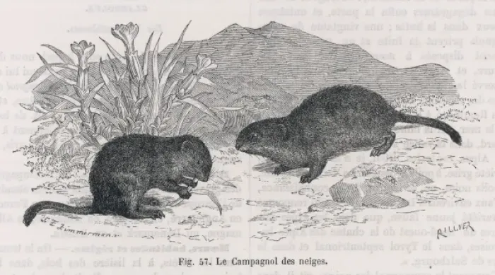 Framed Print : SNOW VOLES Framed Print : SNOW VOLES