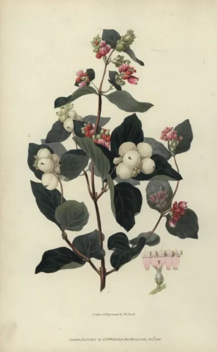 Framed Print : Snowberry, Symphoria racemosa Framed Print : Snowberry, Symphoria racemosa