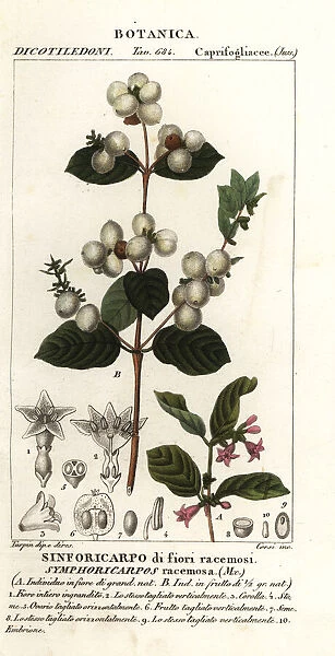 Snowberry, Symphoria racemosa