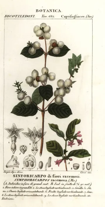 Framed Print : Snowberry, Symphoria racemosa Framed Print : Snowberry, Symphoria racemosa