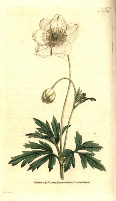 Framed Print : Snowdrop anemony, Anemone sylvestris Framed Print : Snowdrop anemony, Anemone sylvestris