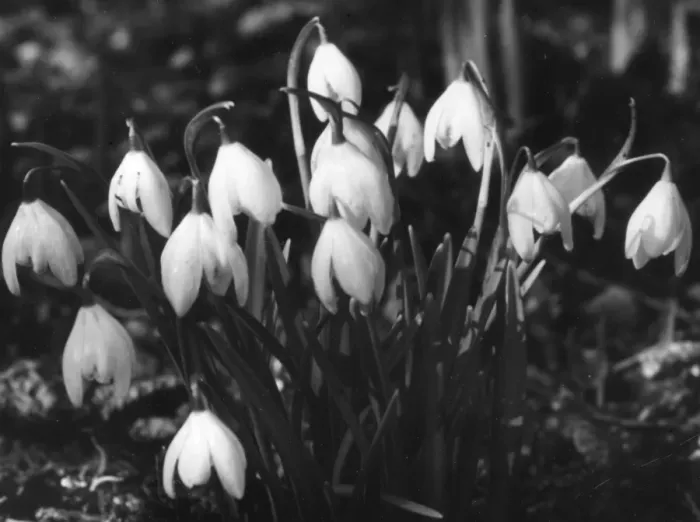 Framed Print : SNOWDROPS. Snowdrops, some of Springs earliest and well-loved flowers. Date: 1950s Framed Print : SNOWDROPS. Snowdrops, some of Springs earliest and well-loved flowers. Date: 1950s