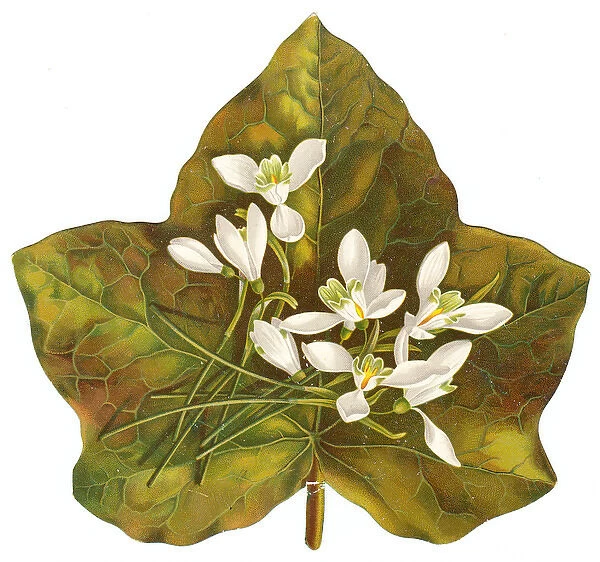 Snowdrops on a green leaf on a Victorian scrap