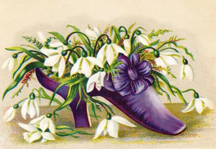 Framed Print : Snowdrops growing in a shoe on a greetings card Framed Print : Snowdrops growing in a shoe on a greetings card