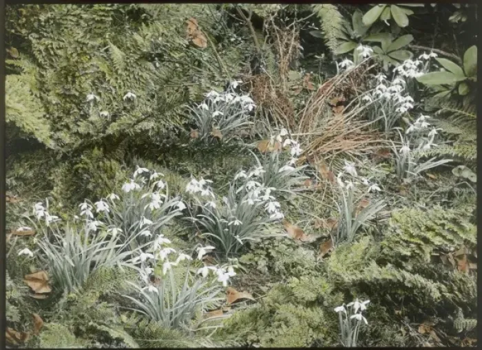 Framed Print : Snowdrops at Kew Gardens Framed Print : Snowdrops at Kew Gardens