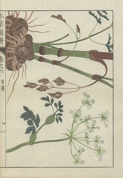 Snowparsley or cnidium plant Cnidium officinale