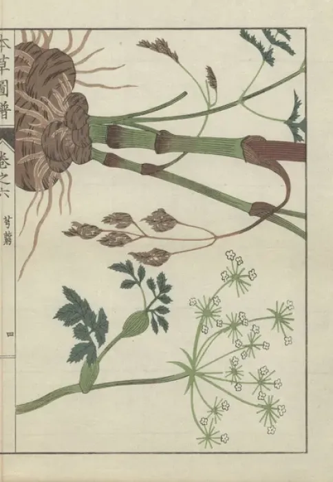 Framed Print : Snowparsley or cnidium plant Cnidium officinale Framed Print : Snowparsley or cnidium plant Cnidium officinale