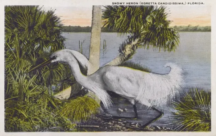 Framed Print : Snowy Egret (Egretta thula), Florida, USA Framed Print : Snowy Egret (Egretta thula), Florida, USA