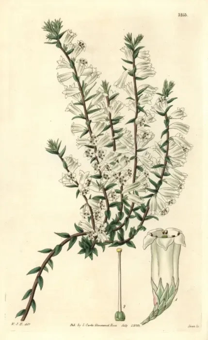 Framed Print : Snowy epacris, Epacris nivalis or Epacris impressa Framed Print : Snowy epacris, Epacris nivalis or Epacris impressa
