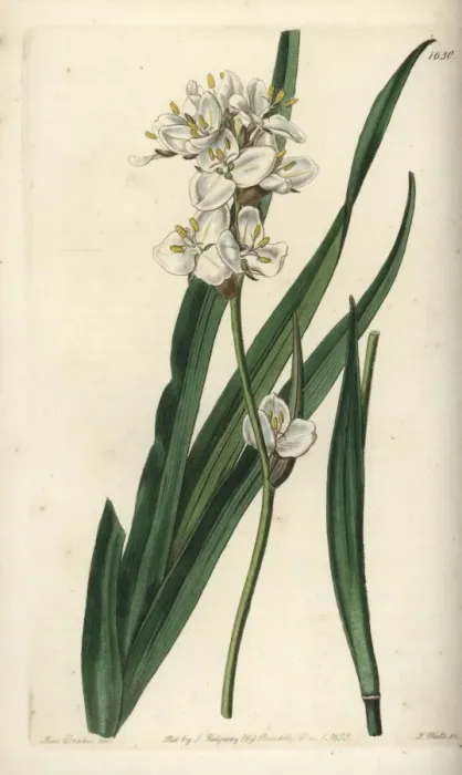 Framed Print : Snowy mermaid, Libertia chilensis Framed Print : Snowy mermaid, Libertia chilensis