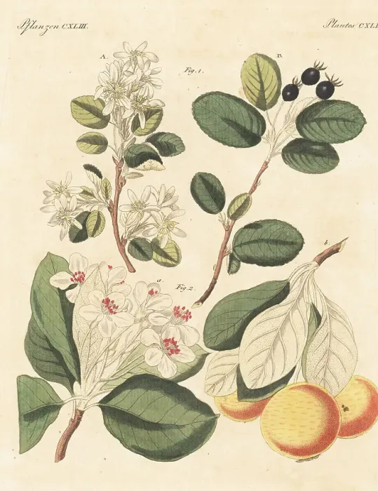 Framed Print : Snowy mespilus and snow pear