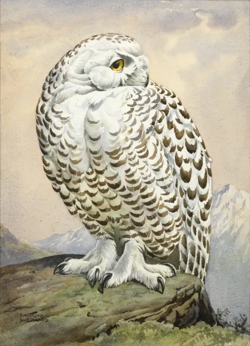 Framed Print : A snowy owl Framed Print : A snowy owl