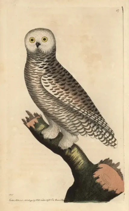 Framed Print : Snowy owl, Arctic Owl, Great White Owl or Harfang Framed Print : Snowy owl, Arctic Owl, Great White Owl or Harfang