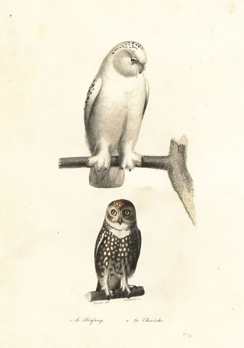 Framed Print : Snowy owl and Eurasian pygmy owl Framed Print : Snowy owl and Eurasian pygmy owl