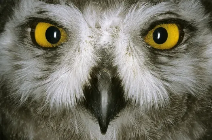 Framed Print : Snowy Owl - juvenile / fledgling, typical species Framed Print : Snowy Owl - juvenile / fledgling, typical species