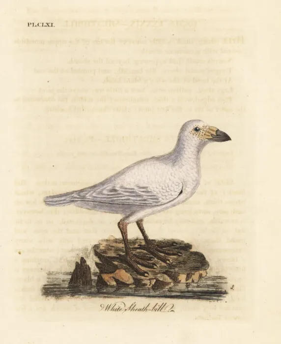 Framed Print : Snowy sheathbill, Chionis albus Framed Print : Snowy sheathbill, Chionis albus