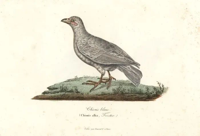 Framed Print : Snowy sheathbill, Chionis albus Framed Print : Snowy sheathbill, Chionis albus