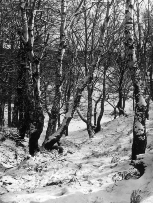 Framed Print : Snowy Woods Framed Print : Snowy Woods