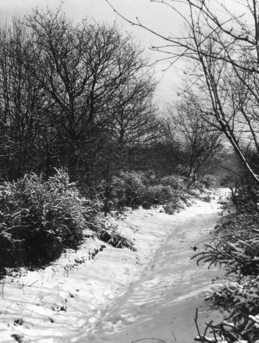 Framed Print : Snowy Woods Framed Print : Snowy Woods