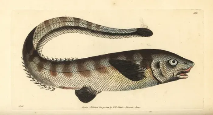 Framed Print : Snub-nosed spiny eel, Notacanthus chemnitzii Framed Print : Snub-nosed spiny eel, Notacanthus chemnitzii