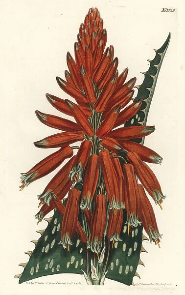 Soap or zebra aloe, Aloe maculata