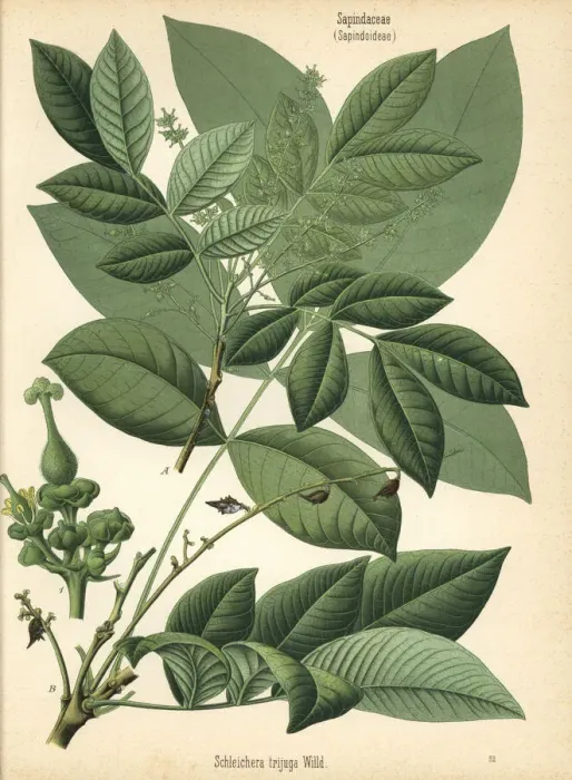 Framed Print : Soapberry, Schleichera trijuga Framed Print : Soapberry, Schleichera trijuga
