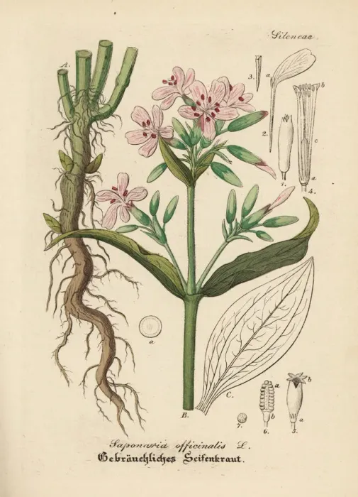 Framed Print : Soapwort, Saponaria officinalis Framed Print : Soapwort, Saponaria officinalis
