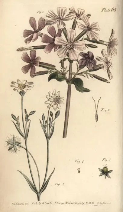 Framed Print : Soapwort, Saponaria officinalis, and greater Framed Print : Soapwort, Saponaria officinalis, and greater