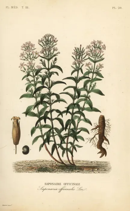 Framed Print : Soapwort or soapweed, Saponaria officinalis Framed Print : Soapwort or soapweed, Saponaria officinalis