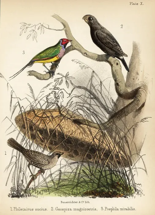 Framed Print : Sociable weaver, large ground finch and Gouldian finch Framed Print : Sociable weaver, large ground finch and Gouldian finch