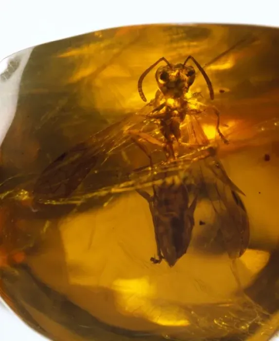 Framed Print : Social wasp in amber Framed Print : Social wasp in amber