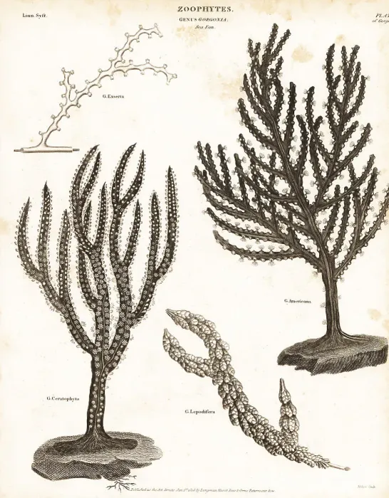 Framed Print : Soft coral sea fan, sea whip, red tree coral and octocoral Framed Print : Soft coral sea fan, sea whip, red tree coral and octocoral