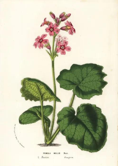 Framed Print : Soft-leaved primrose, Primula mollis Framed Print : Soft-leaved primrose, Primula mollis