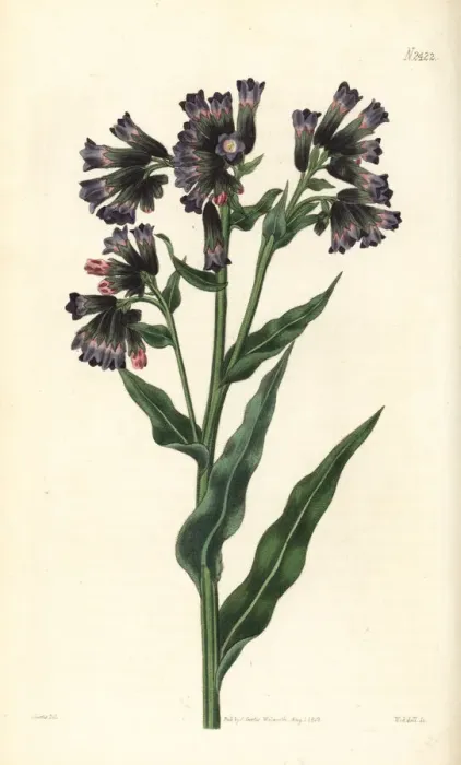 Framed Print : Soft lungwort, Pulmonaria mollis Framed Print : Soft lungwort, Pulmonaria mollis