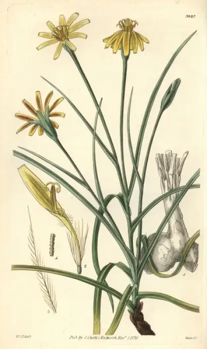 Framed Print : Soft vipers grass, Scorzonera mollis Framed Print : Soft vipers grass, Scorzonera mollis