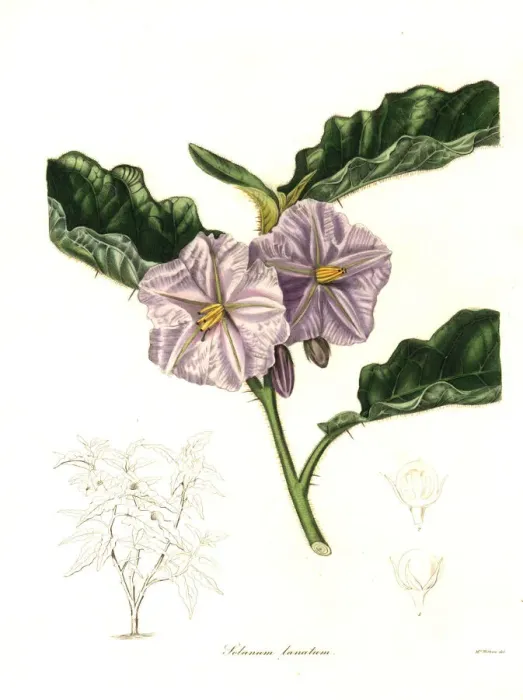 Framed Print : Solanum asperolanatum Framed Print : Solanum asperolanatum