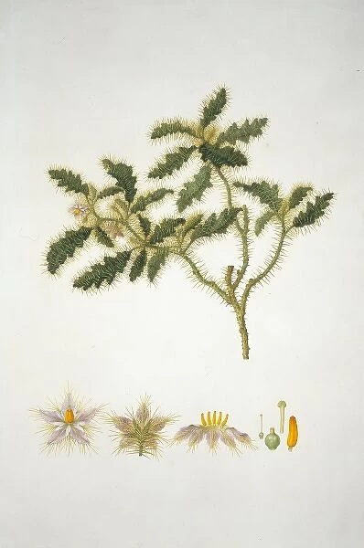 Solanum hystrix, Afghan thistle